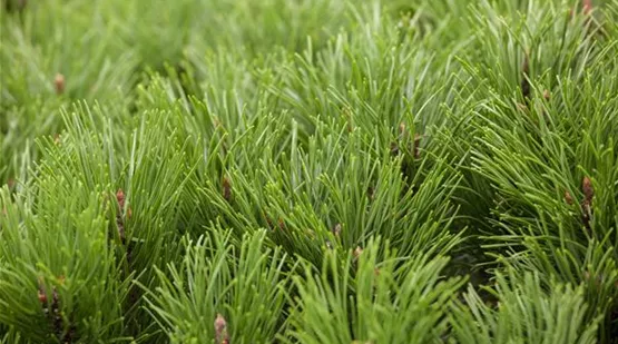 Pinus mugo var. pumilio (GS413705.jpg)