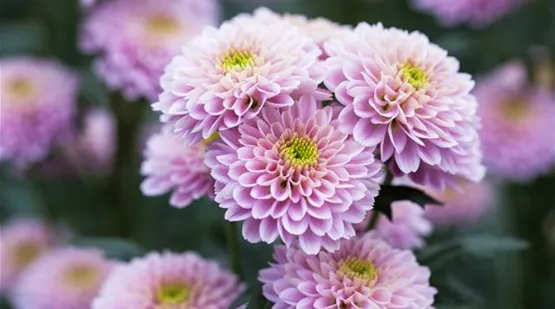 Chrysanthemum 'Asia-Cut Mums® Honshu Pink'(s) (GS505969.jpg)